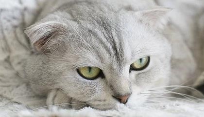 华测检测获得实用新型专利授权:“压电检测装置”