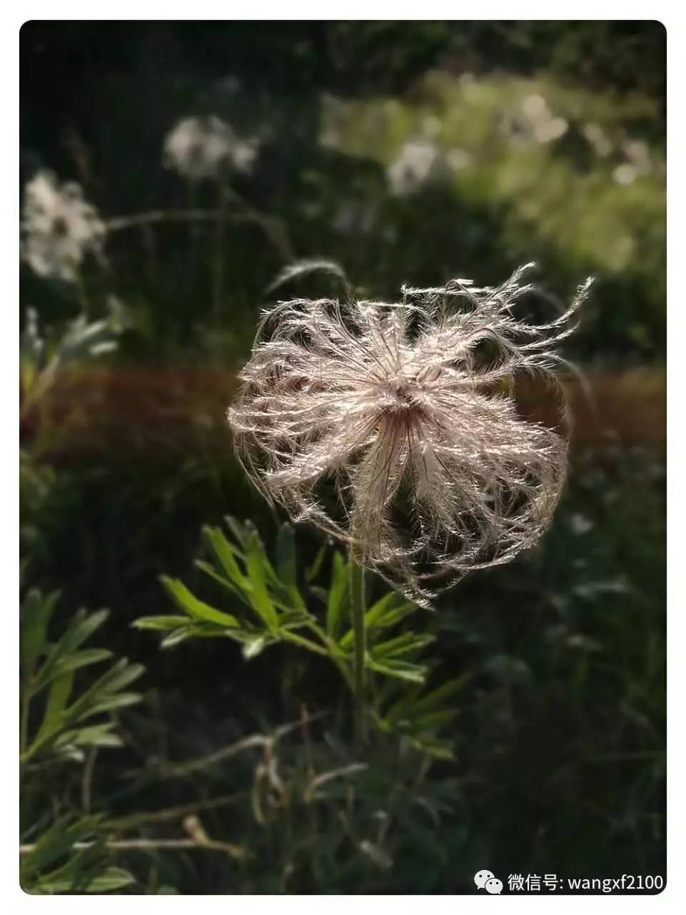 蒲公英贵金属(蒲公英 重金属)